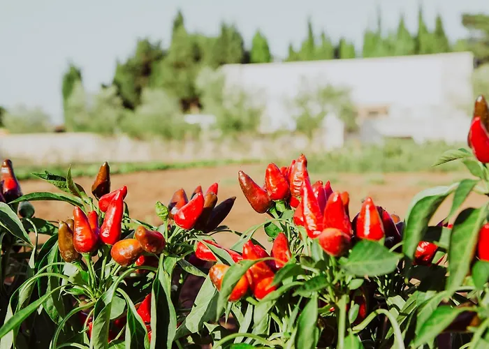 Masseria L'uliveto Agri Hotel Otranto
