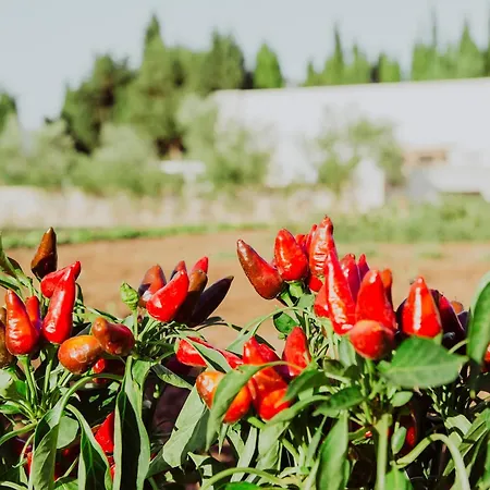 Masseria L'uliveto Agri מלון אוטרנטו