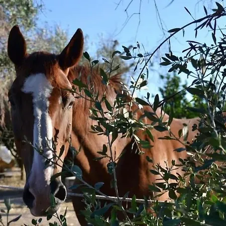 Masseria L'uliveto Agri فندق أوترانتو